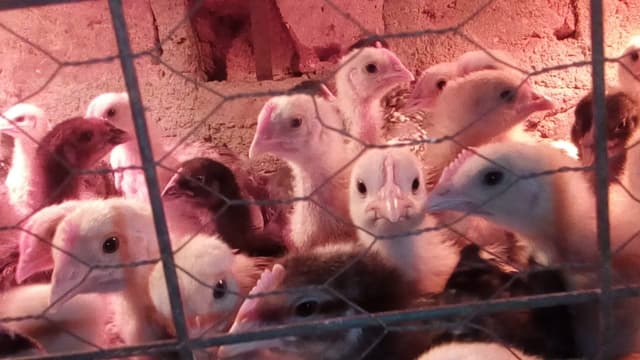 Chicks 